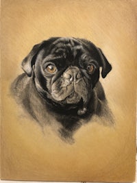 a drawing of a black pug on a yellow background